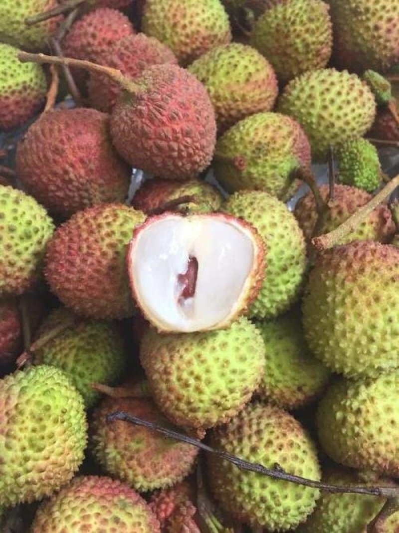 优质妃子笑荔枝苗无核荔枝苗桂味荔枝苗带土球发货包邮