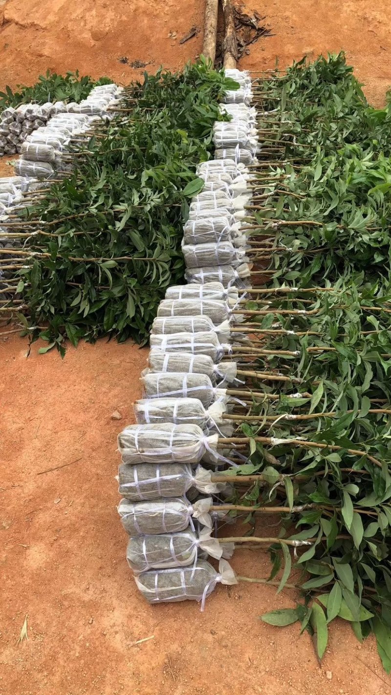 优质妃子笑荔枝苗无核荔枝苗桂味荔枝苗带土球发货包邮