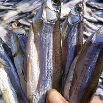 天然河鱼，微盐蓝刀鱼干，餐条鱼干，小白条干。