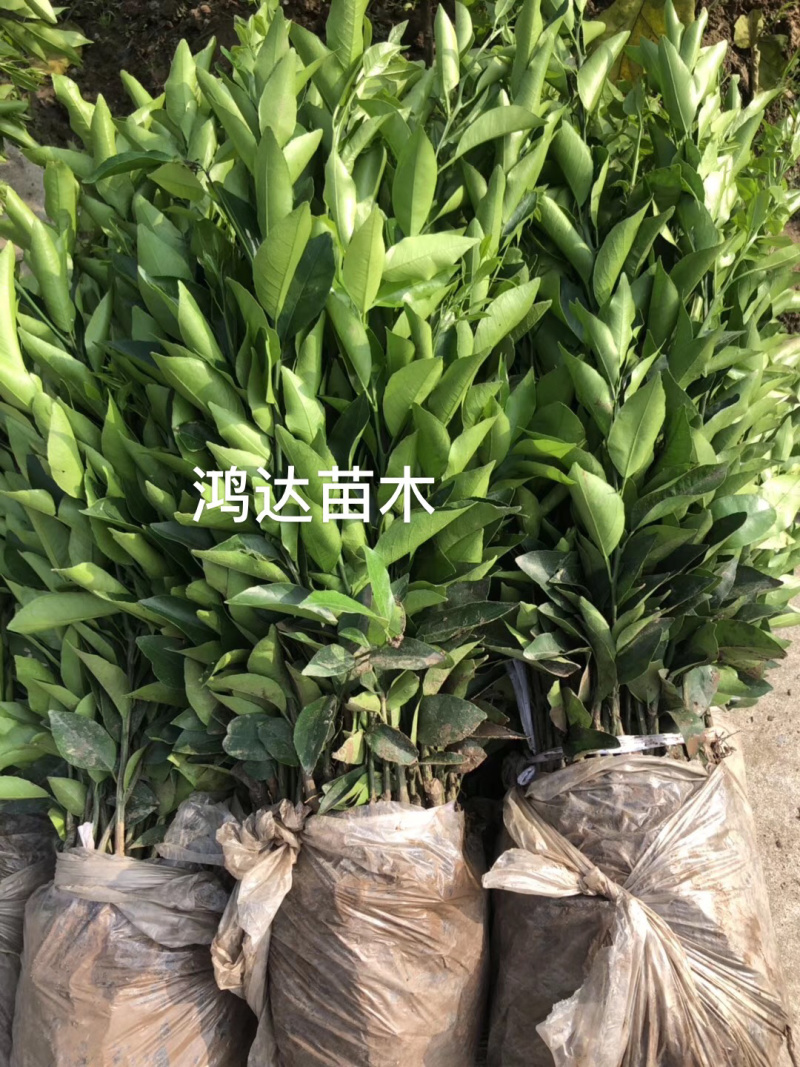 【推荐】各种精品柑橘苗大量现货速发现挖现发欢迎选购