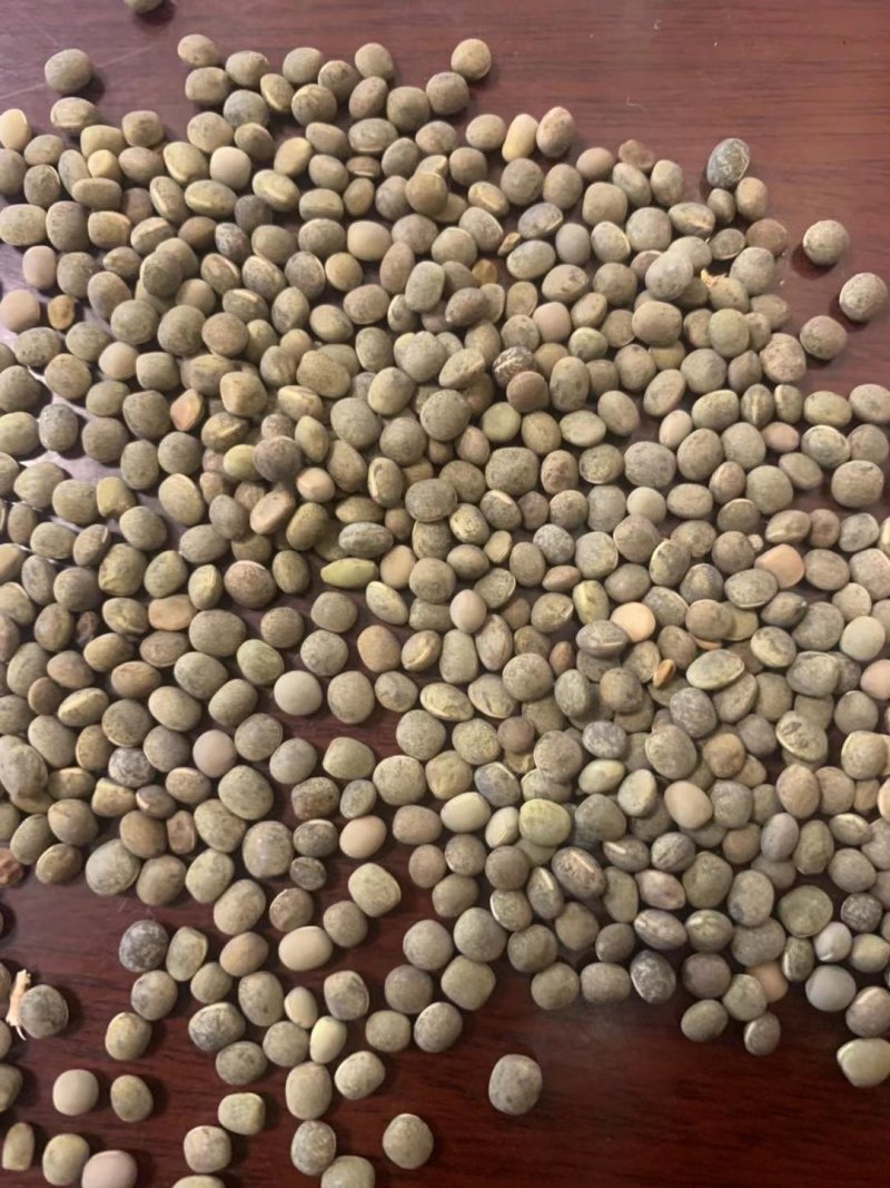 箭舌豆，精品野豌豆基地直供支持视频看货欢迎选购