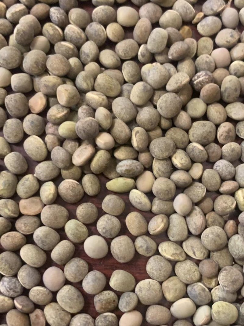 箭舌豆，精品野豌豆基地直供支持视频看货欢迎选购