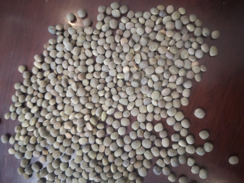 箭舌豆，精品野豌豆基地直供支持视频看货欢迎选购