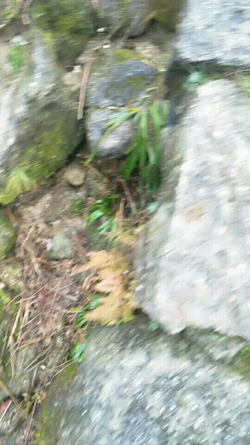 石菖蒲鲜货不是很多欢迎各位