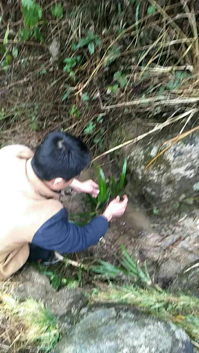 石菖蒲鲜货不是很多欢迎各位