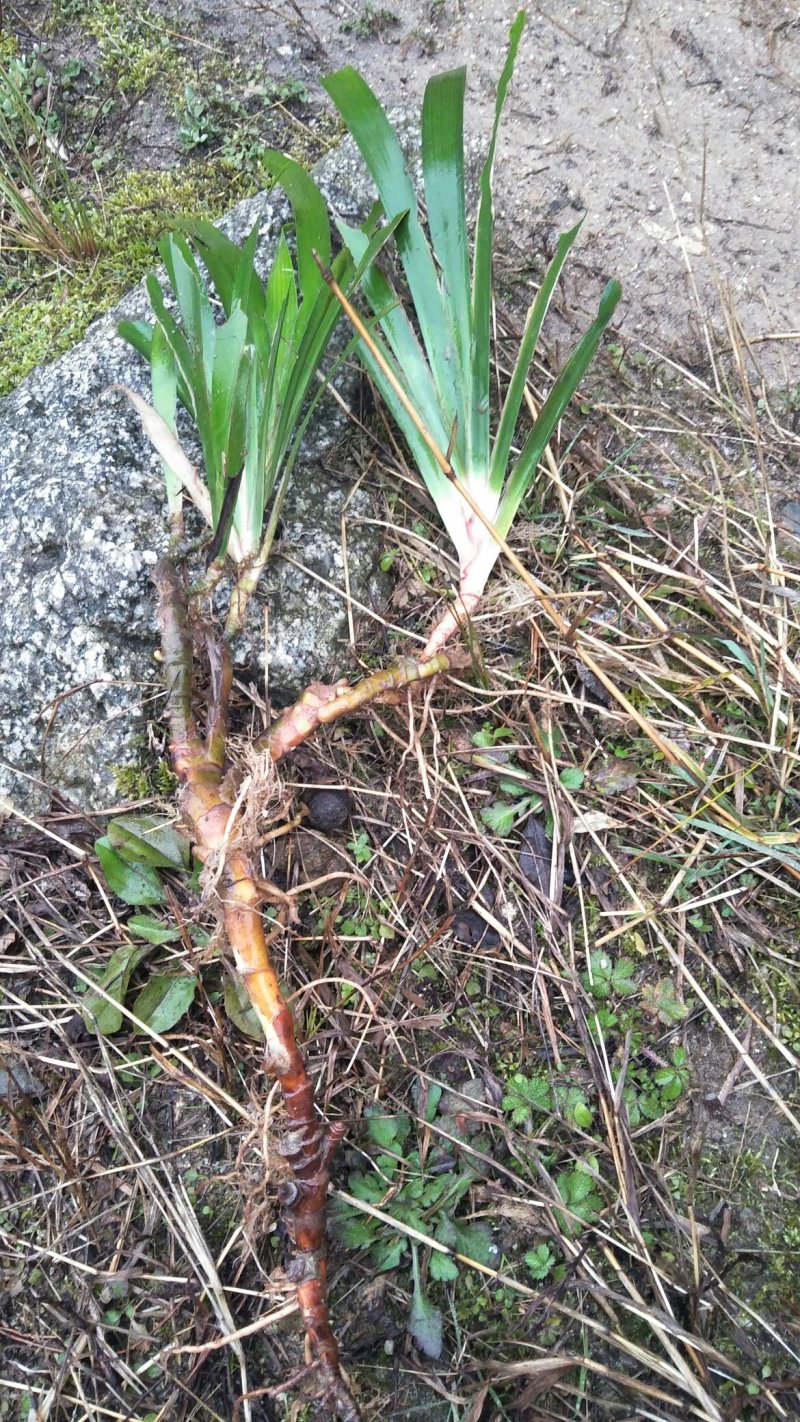 石菖蒲鲜货不是很多欢迎各位