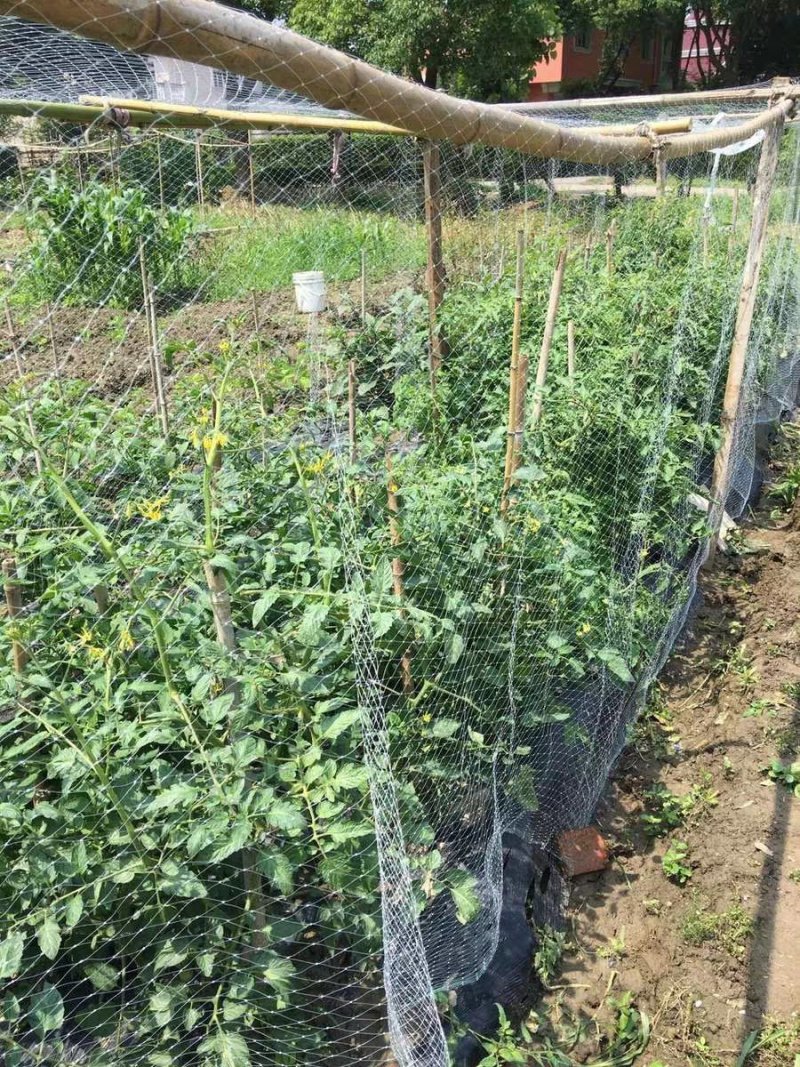 厂家直销鸡网子家禽养殖网围网菜园防护网包邮