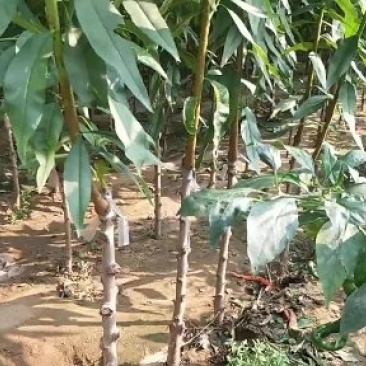 基地直销包品种精品桃树苗大红桃树苗适合南北种植