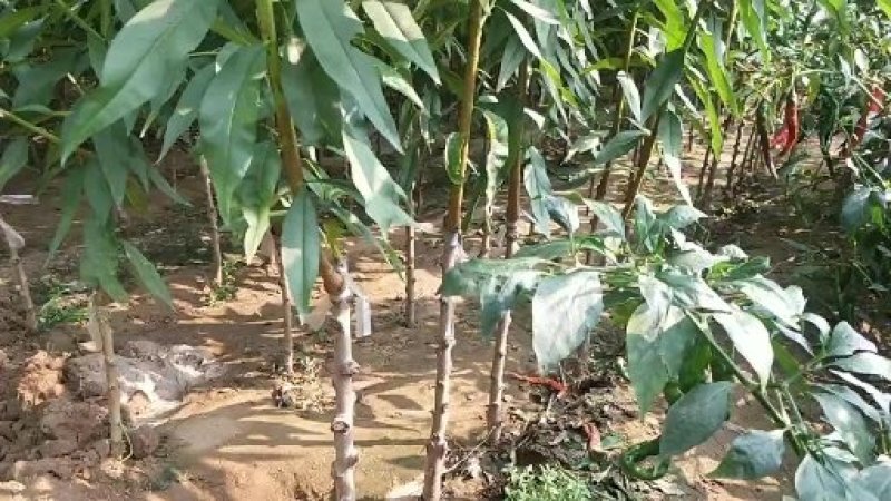 基地直销包品种精品桃树苗大红桃树苗适合南北种植