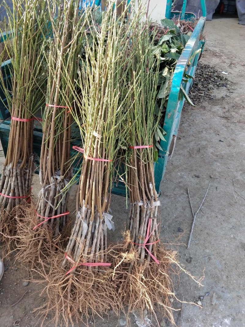 基地直销包品种精品桃树苗大红桃树苗适合南北种植