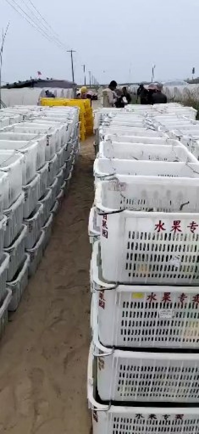 逍遥农户的甘美4K产地直发欢迎选购