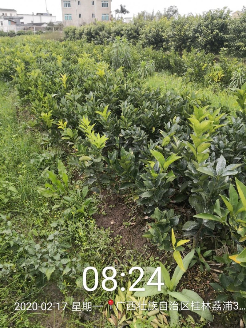苗圃现挖纽荷尔脐橙苗品种纯正产量高免费指导种植技术