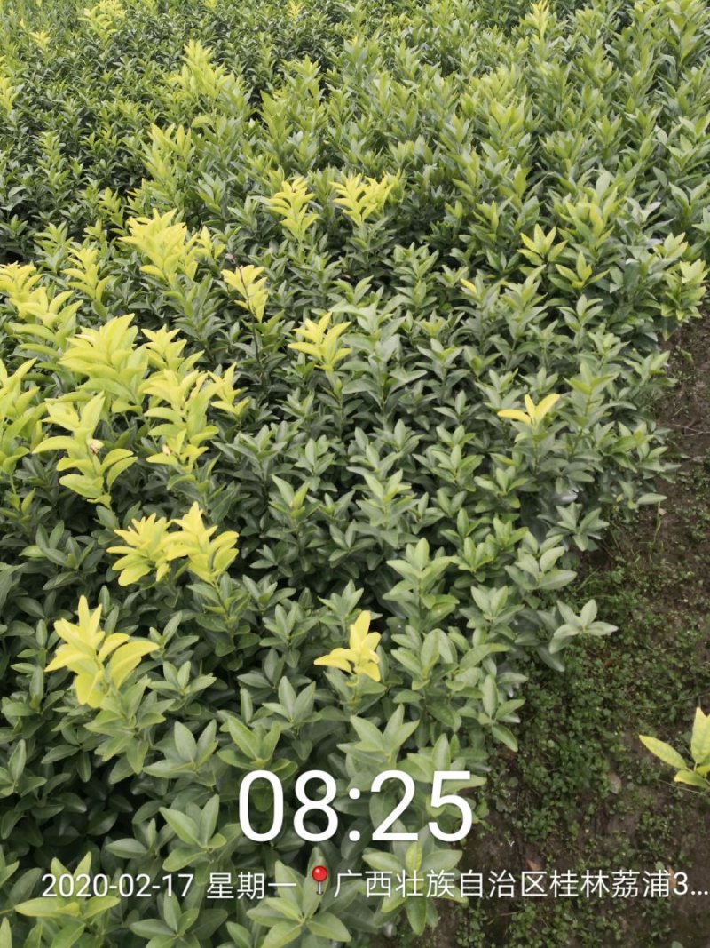 苗圃现挖纽荷尔脐橙苗品种纯正产量高免费指导种植技术