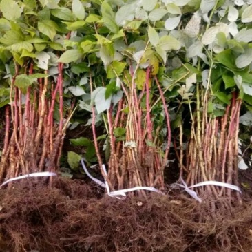 基地直销适合南北种植树莓苗红树莓苗