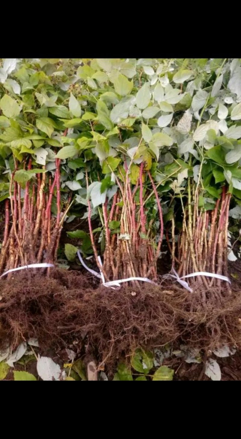 基地直销适合南北种植树莓苗红树莓苗