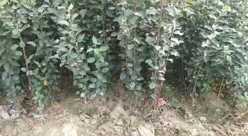 基地直销包品富士苹果苗烟富美8苹果苗