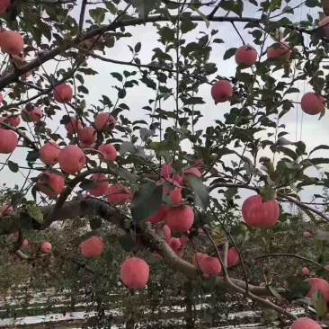 基地直销包品富士苹果苗烟富美8苹果苗