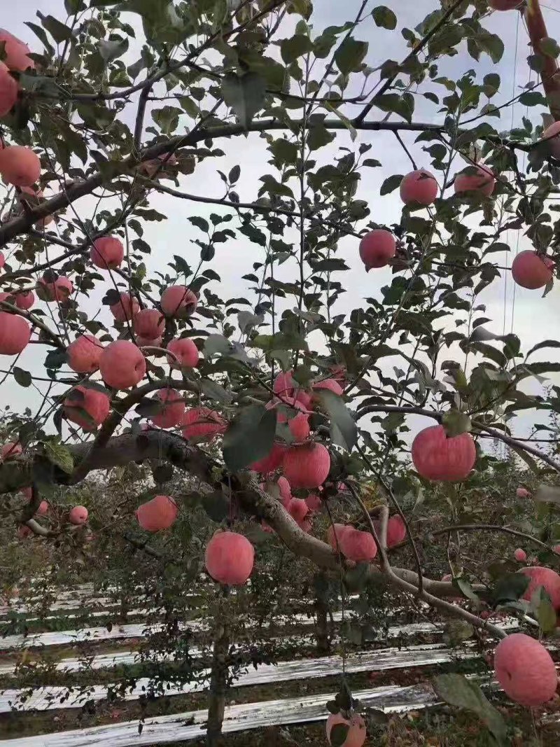 基地直销包品富士苹果苗烟富美8苹果苗