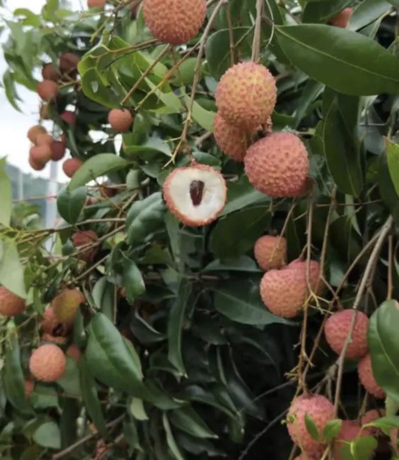 【新鲜荔枝】桂味荔枝，高压苗，桂味荔枝苗欢迎选购