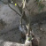 【新鲜荔枝】桂味荔枝，高压苗，桂味荔枝苗欢迎选购
