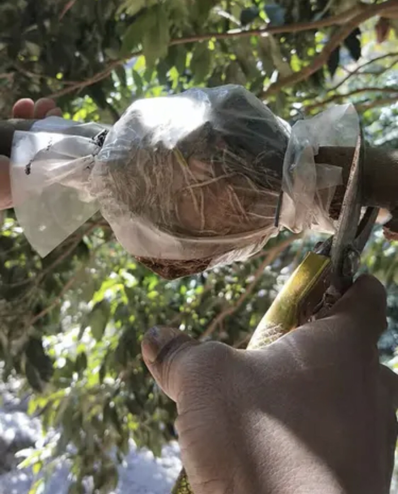 【新鲜荔枝】桂味荔枝，高压苗，桂味荔枝苗欢迎选购