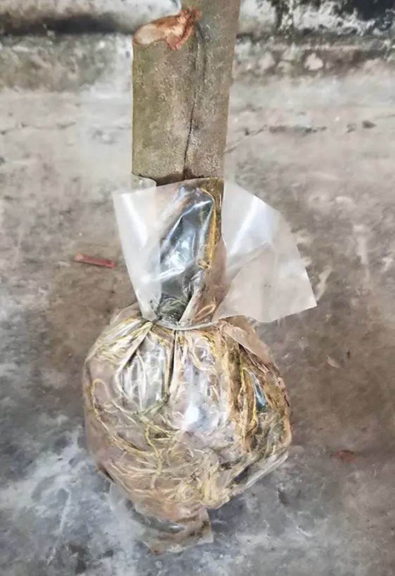 【新鲜荔枝】桂味荔枝，高压苗，桂味荔枝苗欢迎选购