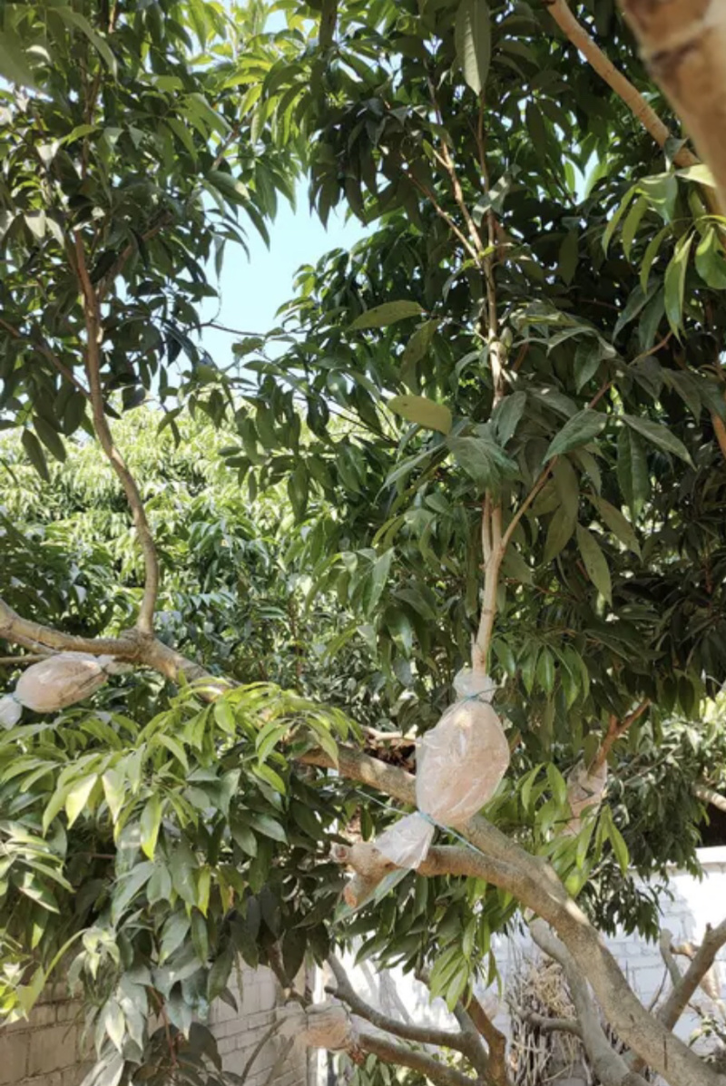 【新鲜荔枝】桂味荔枝，高压苗，桂味荔枝苗欢迎选购