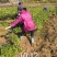沙糖桔苗40~100cm成活率高现挖现发