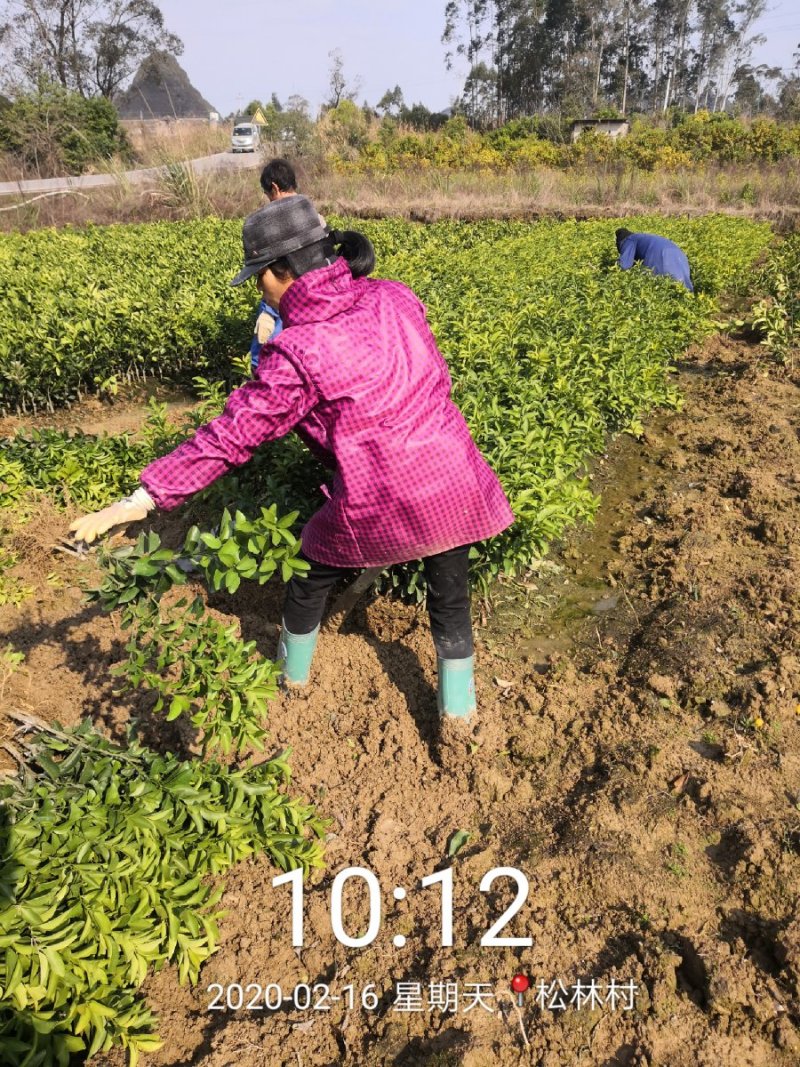 沙糖桔苗40~100cm成活率高现挖现发