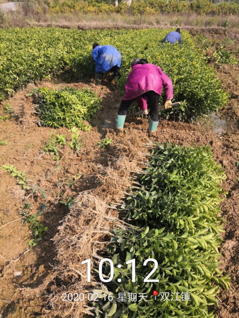 沙糖桔苗40~100cm成活率高现挖现发