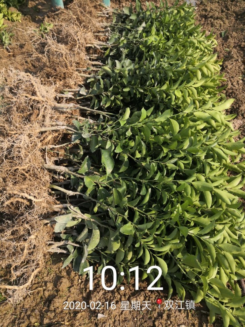 沙糖桔苗40~100cm成活率高现挖现发