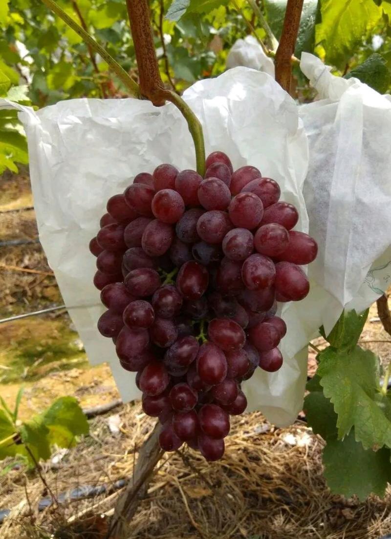 葡萄苗克伦生葡萄苗产量高稳产包品种包邮提供种植技术