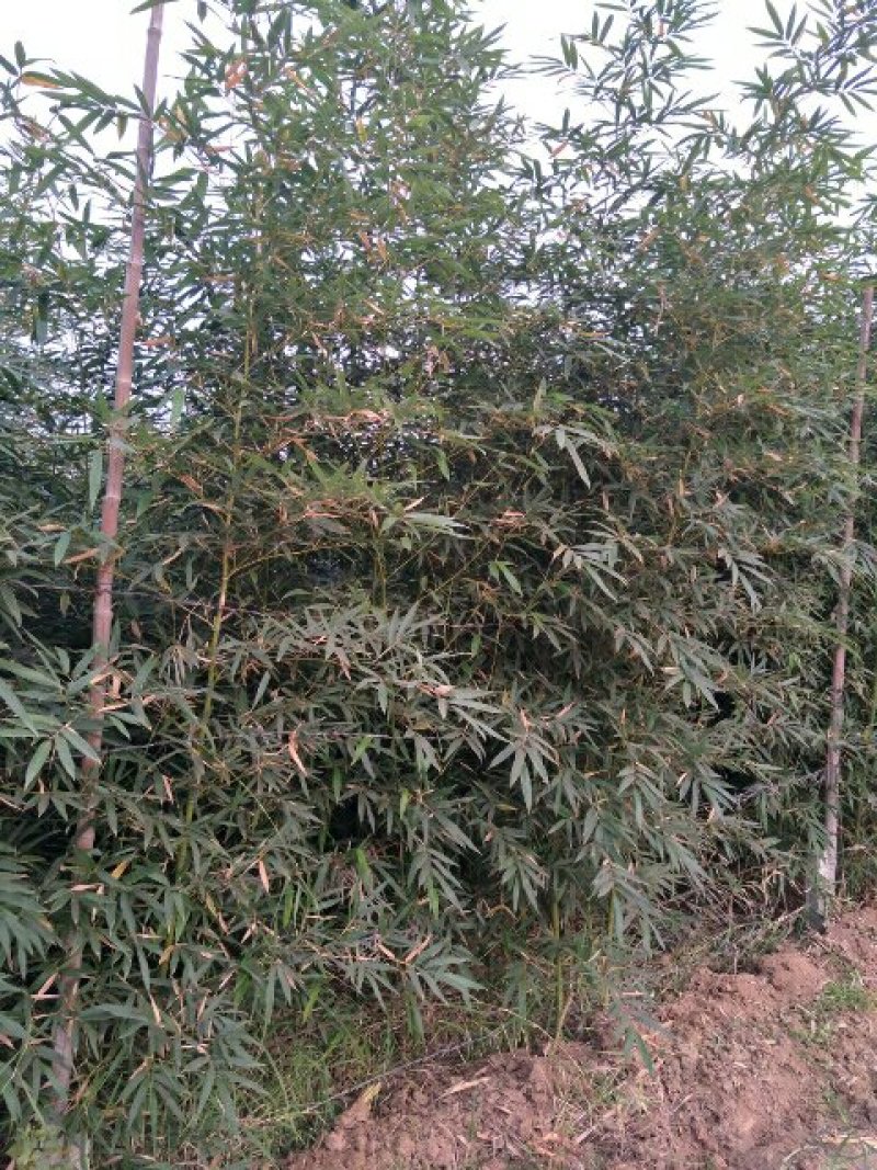 出售早园竹