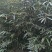 出售早园竹