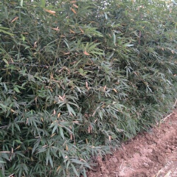 出售早园竹