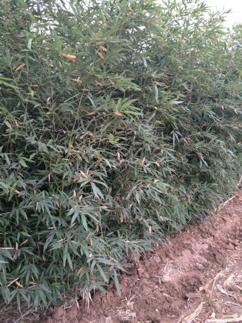出售早园竹