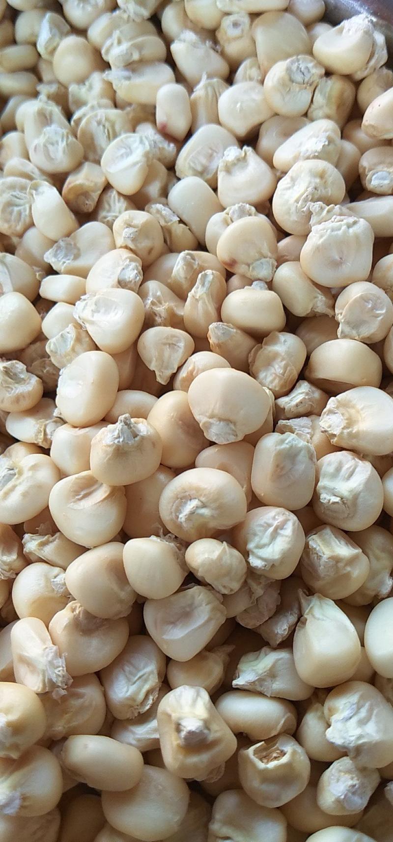 高产糯玉米种子质量保证绝无欺骗，市场畅销品种