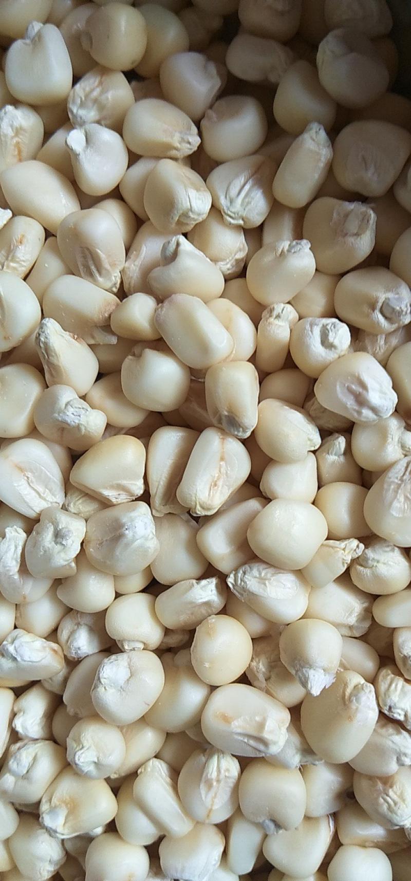 高产糯玉米种子质量保证绝无欺骗，市场畅销品种