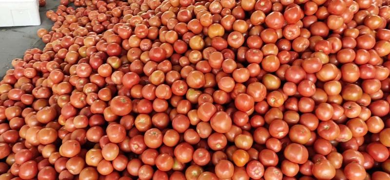 精品西红柿产地直发欢迎咨询合作硬粉大红
