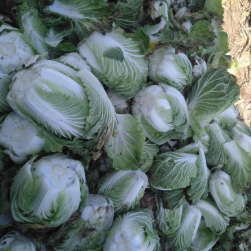 青杂三号大白菜，质优价廉质量好，品种全，一流的服务