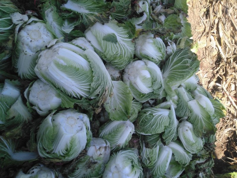 青杂三号大白菜，质优价廉质量好，品种全，一流的服务