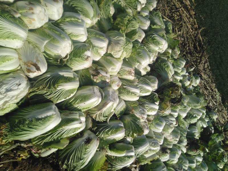 青杂三号大白菜，质优价廉质量好，品种全，一流的服务