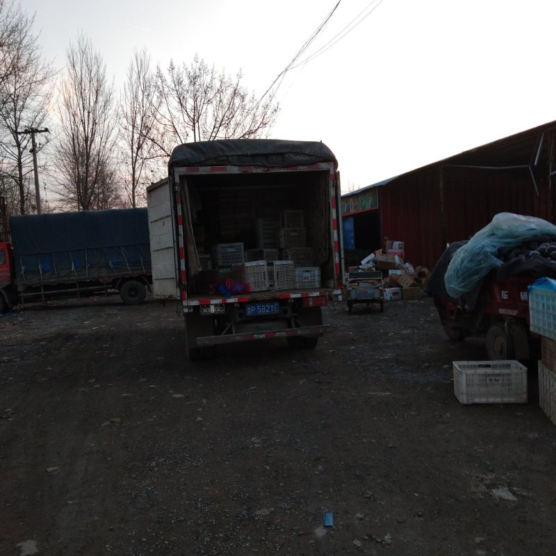 【荐】山东聊城精品紫光圆茄，视频、图片看货，大量售卖中。