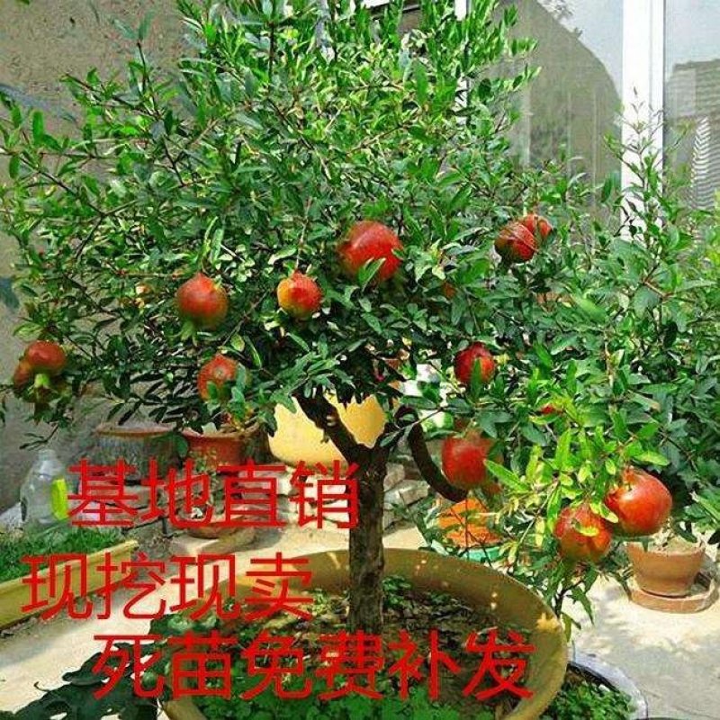 突尼斯石榴树苗品种纯果大口感甜易成活包邮