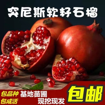 突尼斯石榴树苗品种纯果大口感甜易成活包邮