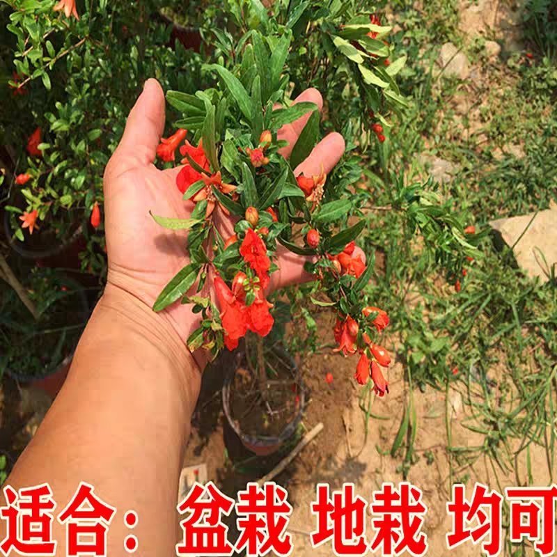 突尼斯石榴树苗品种纯果大口感甜易成活包邮