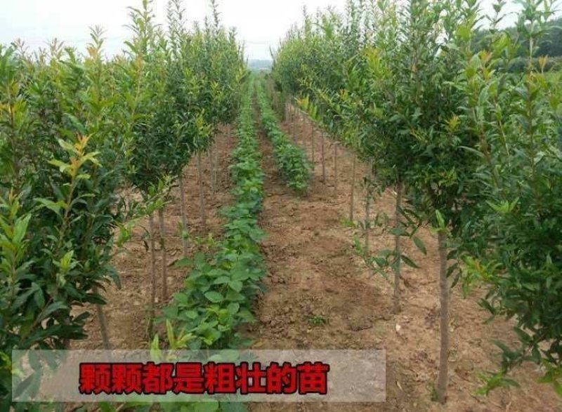 突尼斯石榴树苗品种纯果大口感甜易成活包邮
