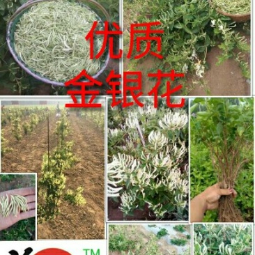 中国金银花之乡山东福东“致富王”金银花种苗