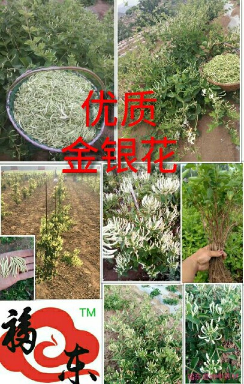 中国金银花之乡山东福东“致富王”金银花种苗