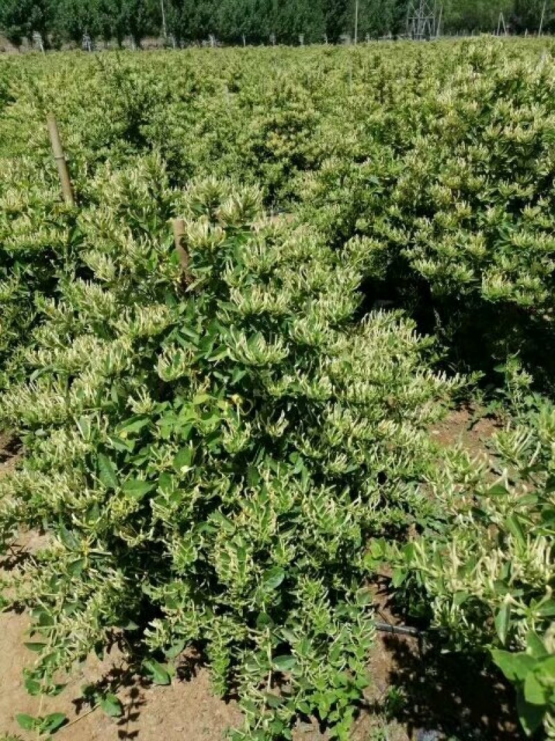 中国金银花之乡山东福东“致富王”金银花种苗
